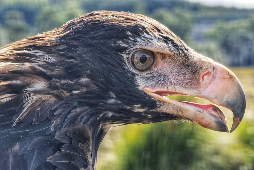A close up shot of a fierce looking wedge-tailed eagle