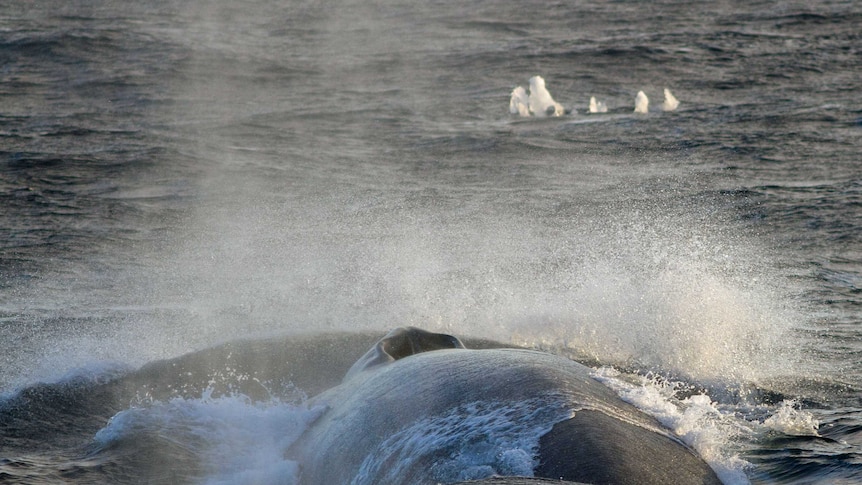 Researchers recorded 600 hours of whale calls.