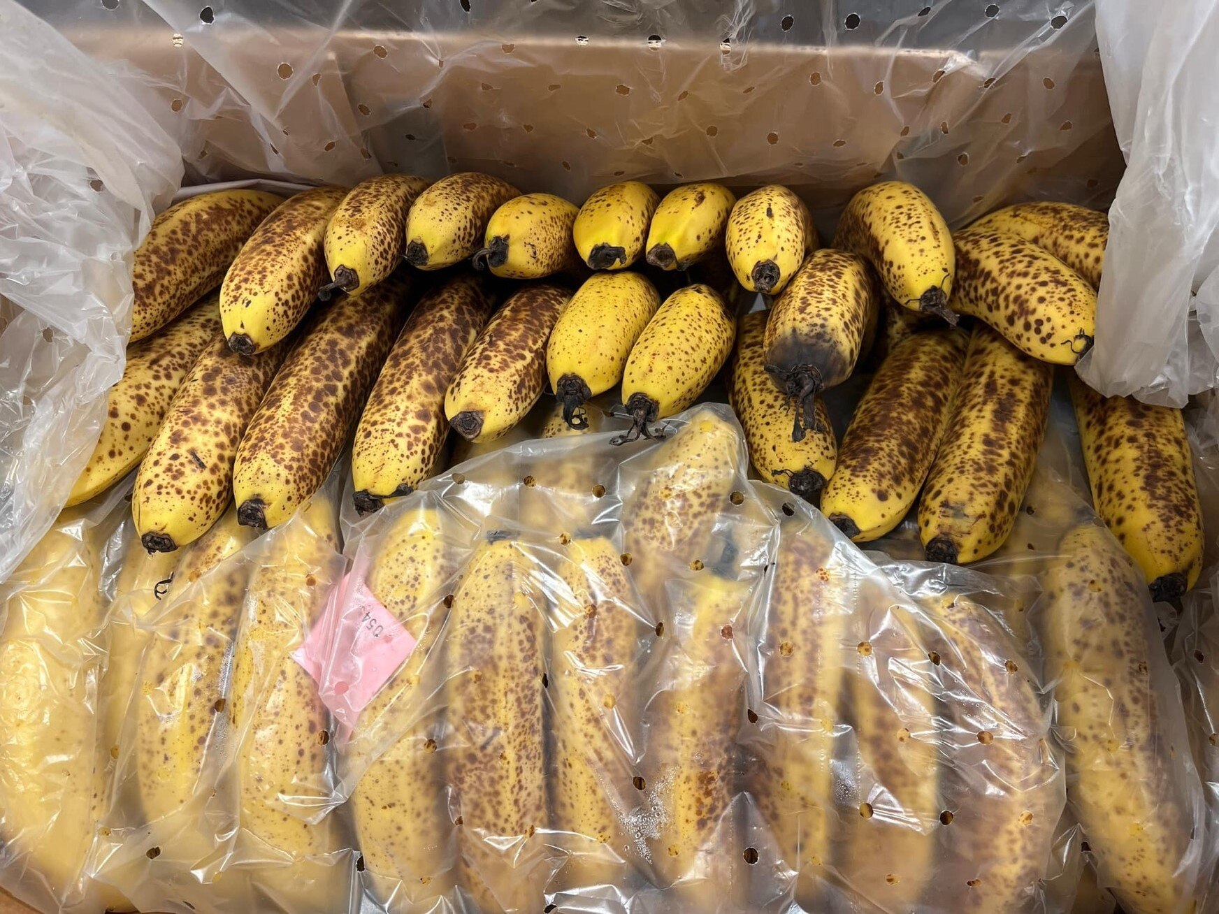 A large bunch of old bananas with blackened spots on them in a plastic lined box