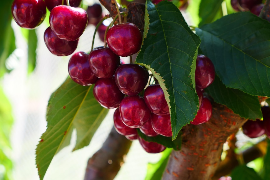 A close up of a cherry tree 