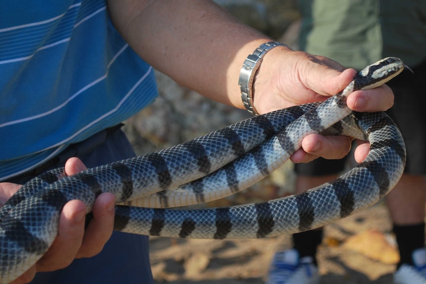 Banded sea krait