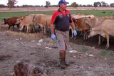 Dairy farmer Daryl Hoey