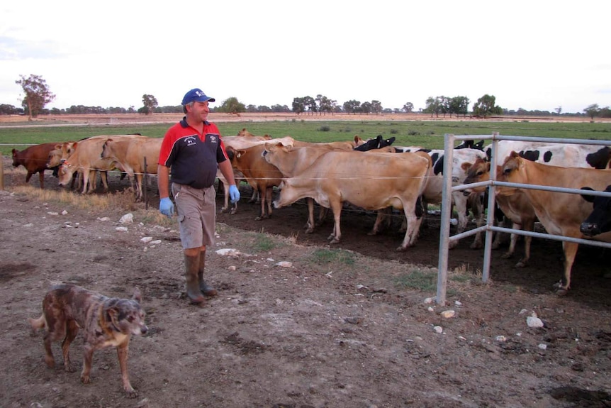 Dairy farmer Daryl Hoey