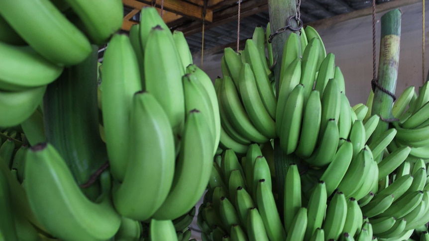 Green bananas hang in a bunch.