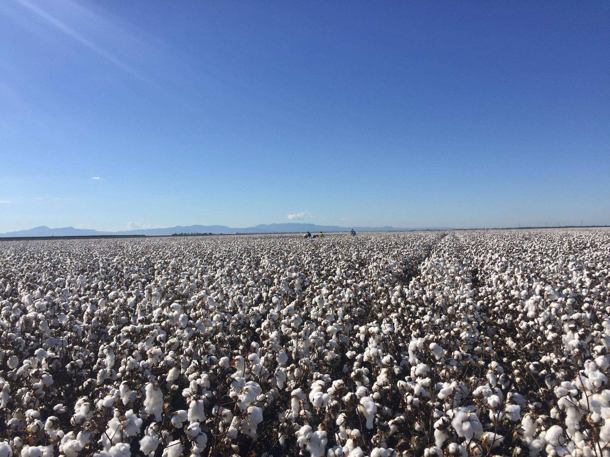 Australian cotton the 'pick of the crop' as more global consumers