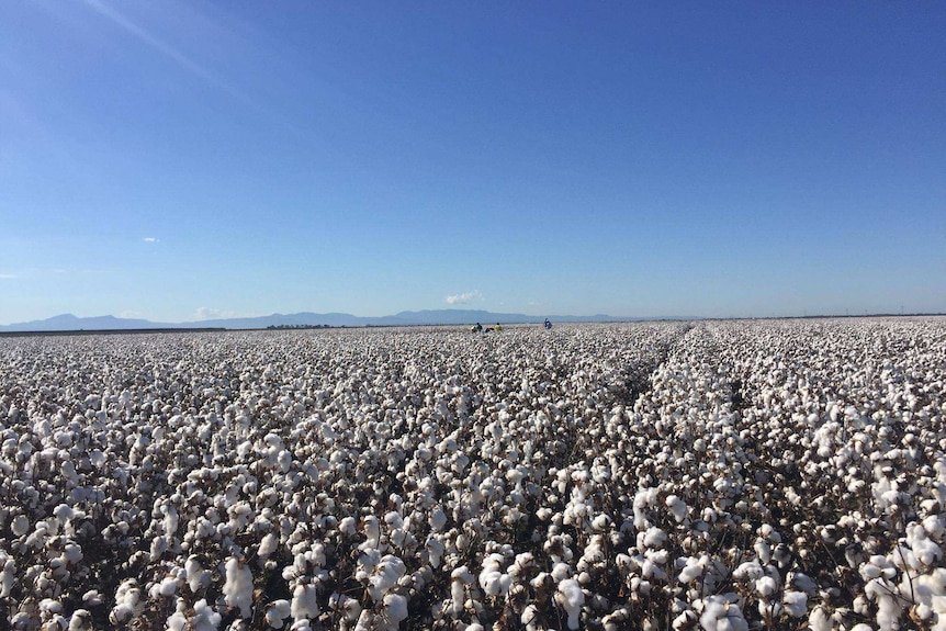 A wide shot of the cotton fields at the CSIRO plant breeding research farm at Narrabri in New South Wales