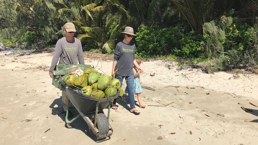 A man, woman and child walk along a beach. The man is pushing a wheelbarrow filled with coconuts.