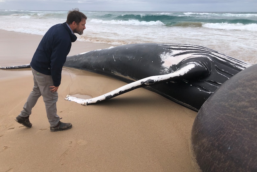 Council staff inspect the carcass of a dead juvenile humpback whale on beach