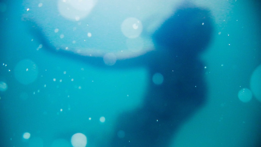 A blurred image of a woman underwater looking like a mermaid.