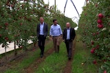 three men walking through an orchard