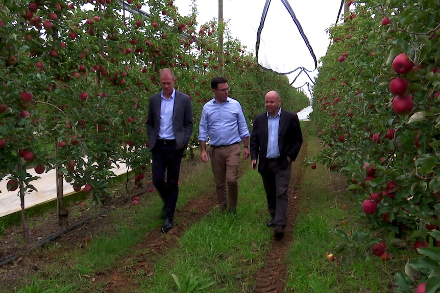 three men walking in an orchard