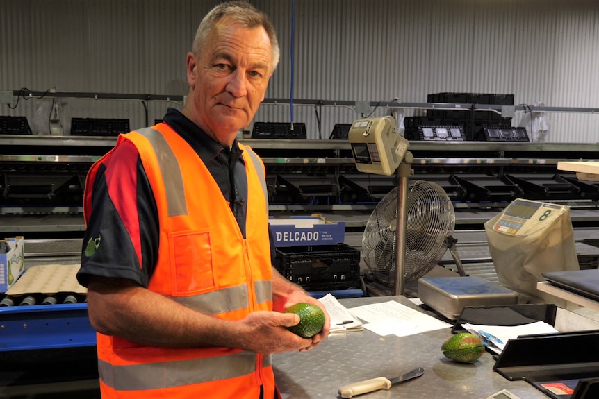 A man in a fluorescent vest holds an avocado in a packing shed.