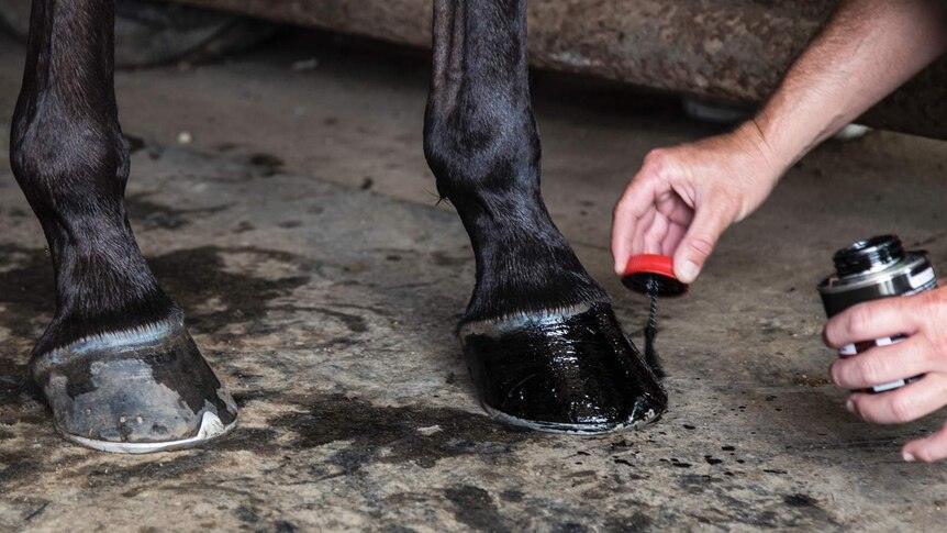 a horse being painted with black oil