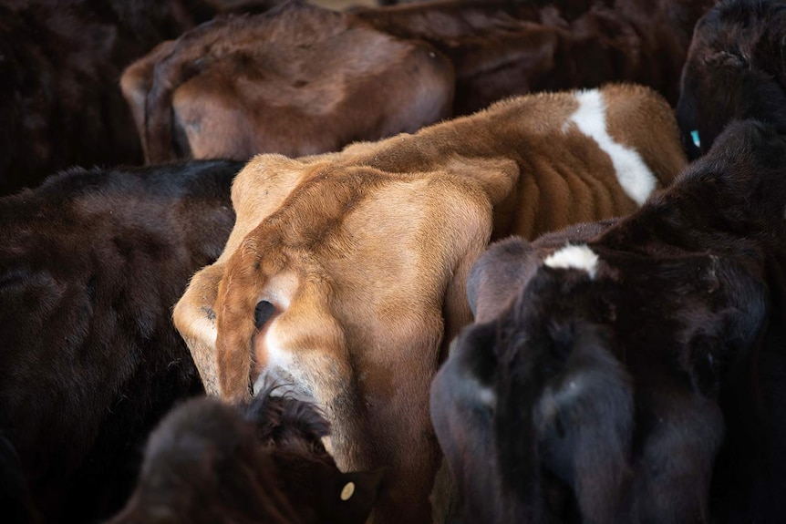 Back haunches of cows in Sri Lanka with bones showing through hide.