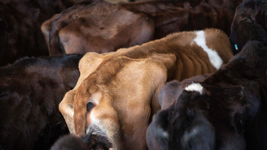 Back haunches of cows in Sri Lanka with bones showing through hide.