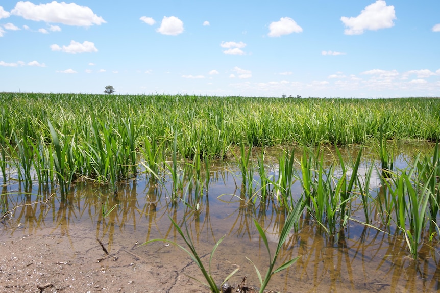 A close up of rice crop growing through a layer of water. 