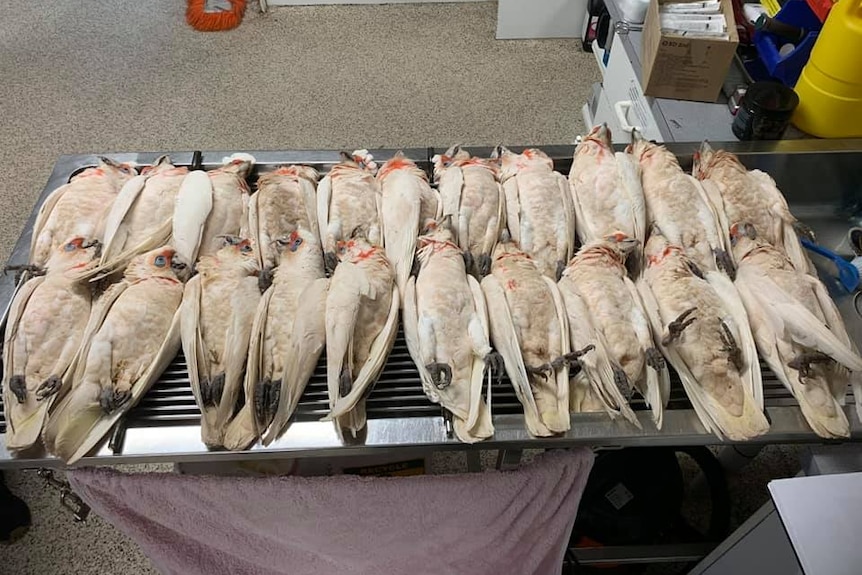 A group of dead corellas laying on a table