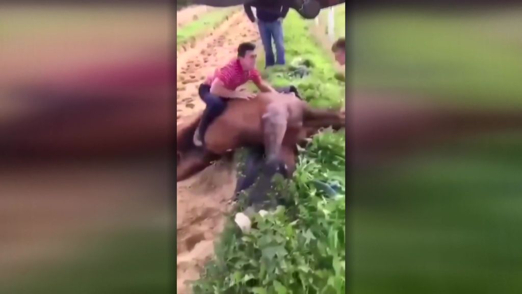 Video Shows Rob James Jumping On A Dead Horse Abc News