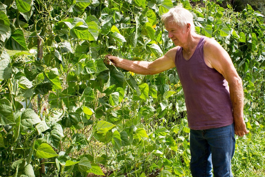 Man looks at crops growing