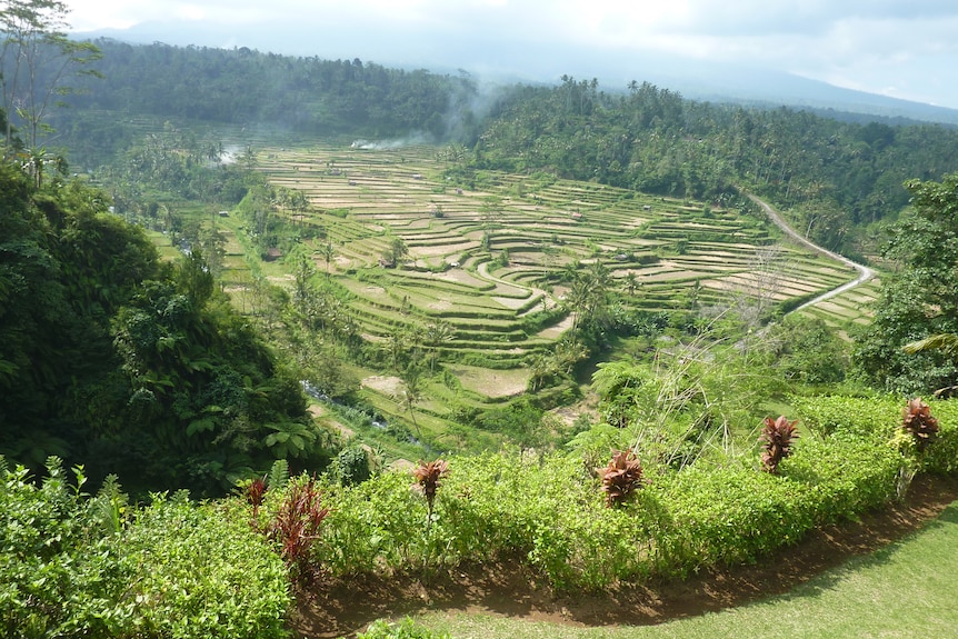 Une large photo montre des collines verdoyantes, des champs et des rizières dans le nord de Bali.