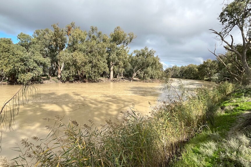 A photo of the Darling River taken from the bank