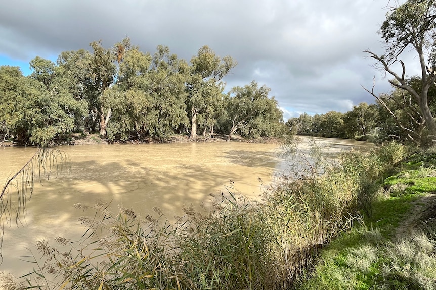 A photo of the Darling River taken from the bank