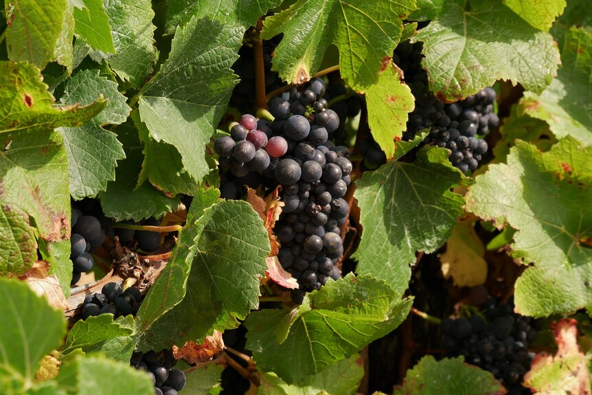 Shiraz grape bunch on a vine.