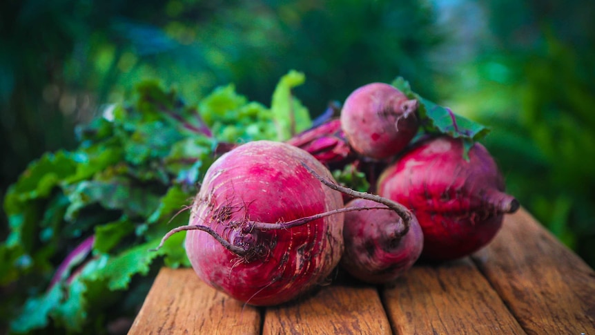 A few vibrant magenta scrubbed beetroot with leaves on, sitting on wooden bench.
