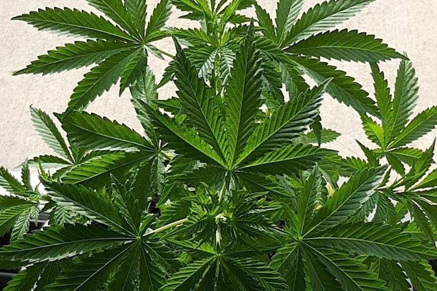 ACT cannabis laws difficult for growers