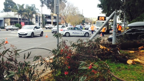 Windy weather brought down a tree and it buckled a light pole on Greenhill Road in Unley.