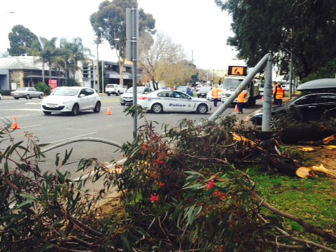 Windy weather brought down a tree and it buckled a light pole on Greenhill Road in Unley.