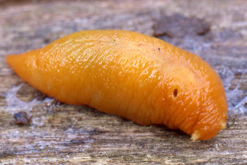 Bright orange slug on bark.