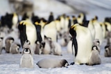 A group of emperor penguins and their chicks standing on a snowy landscape in Antarctica.