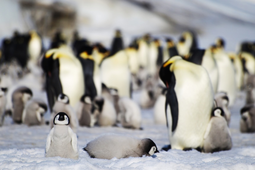 A group of emperor penguins and their chicks standing on a snowy landscape in Antarctica.