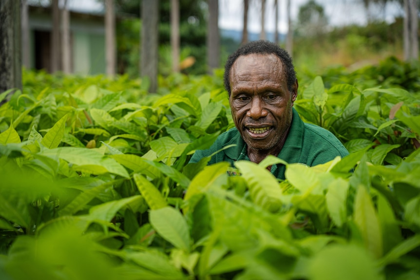 A Black man wearing a green shirt looks at plants in a nursery. 
