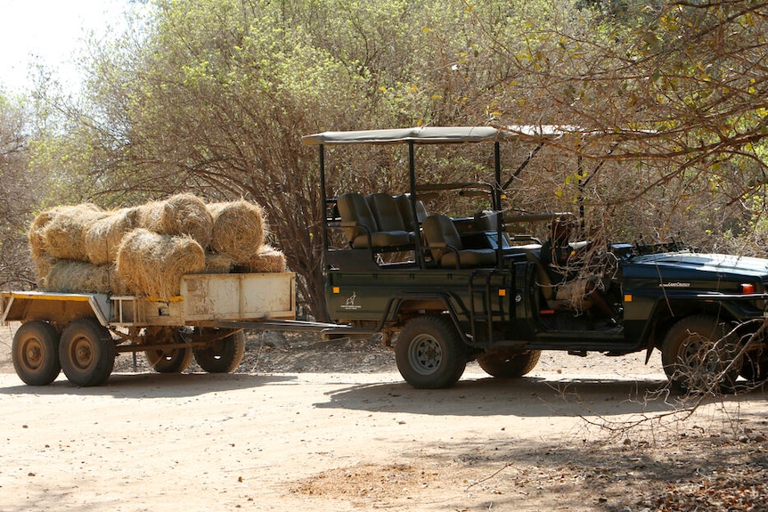 A safari-like vehicle carrying a trailer of hay bales is parked on a dirt road in the middle of thick scrub.