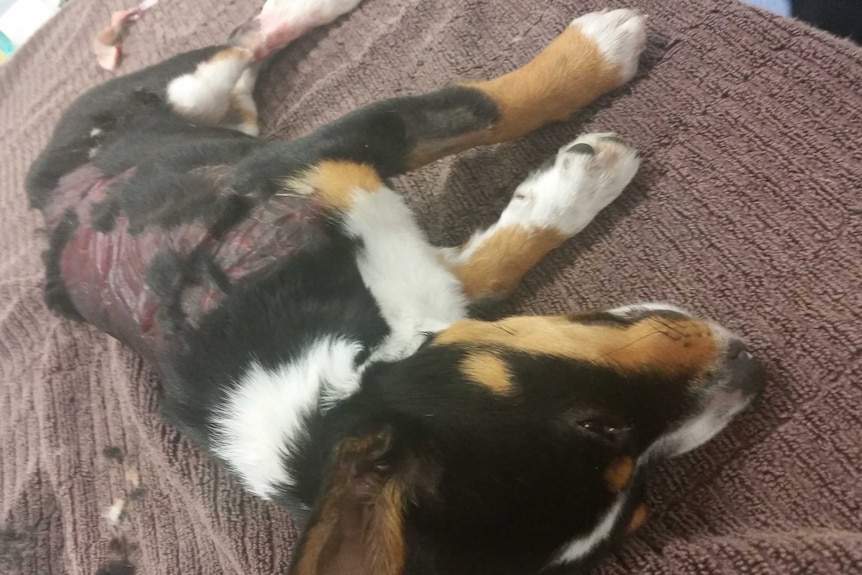 Puppy found in Altona Meadows
