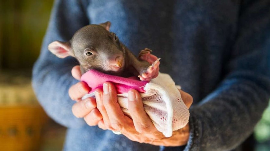 Small sewn items make to animals in bushfire crisis - News