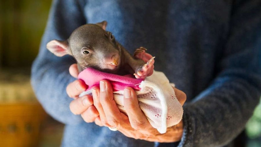 A small marsupial in a handmade pouch.