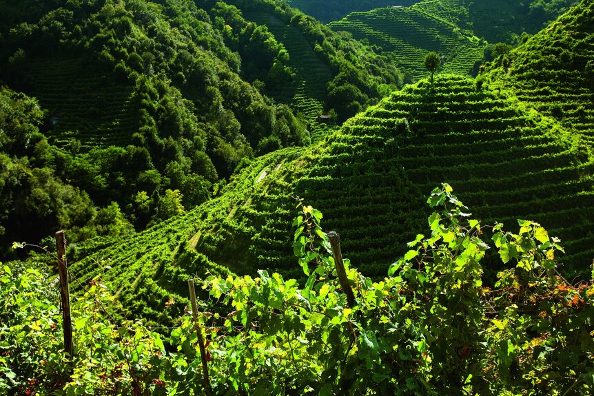 A view of hills with green vines.