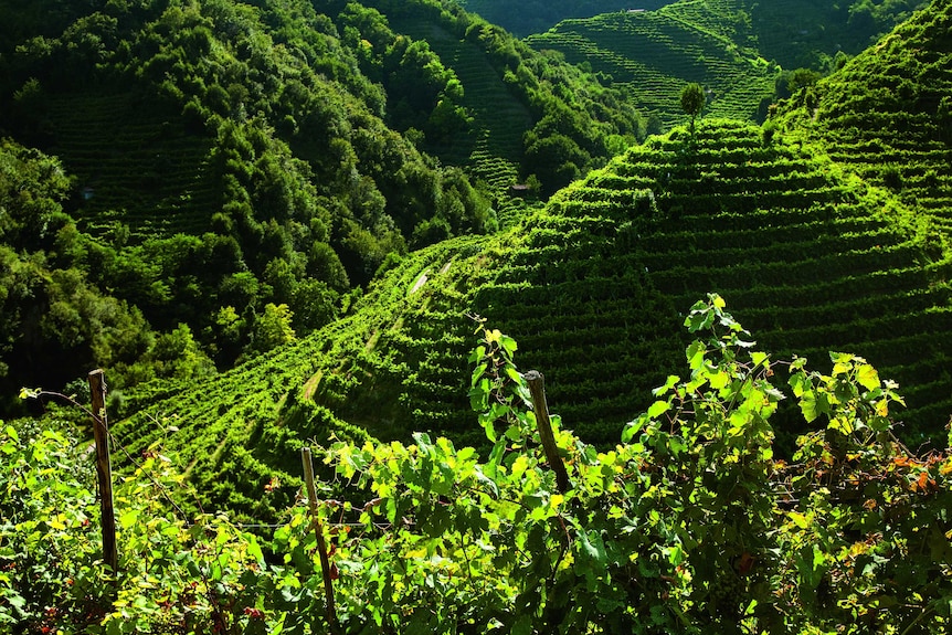 A view of hills with green vines.