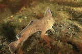 The spotted handfish