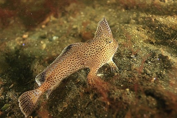The spotted handfish