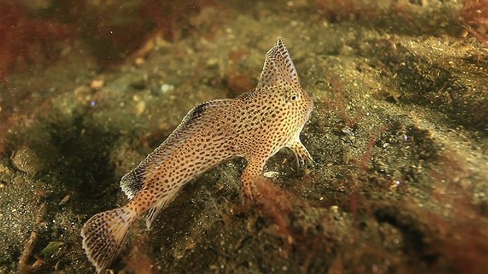 The spotted handfish