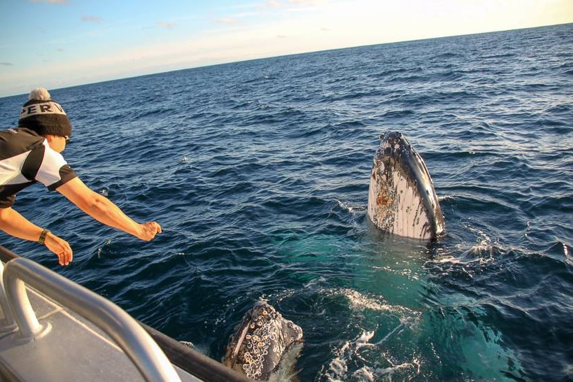 Whale watchers up close with humpbacks