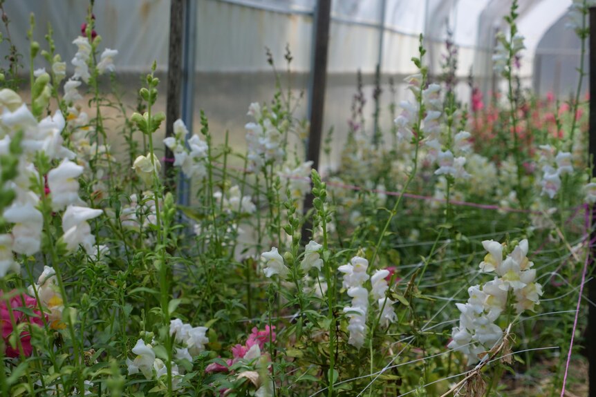 White flowers are growing tall while in a polytunnel
