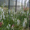 White flowers grow in polytunnel