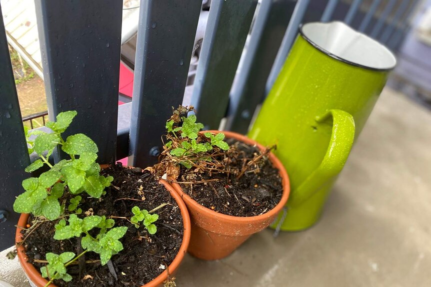 Two post of mint next to a fabulous green watering can