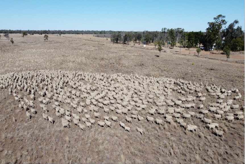 An aerial shot of sheep.