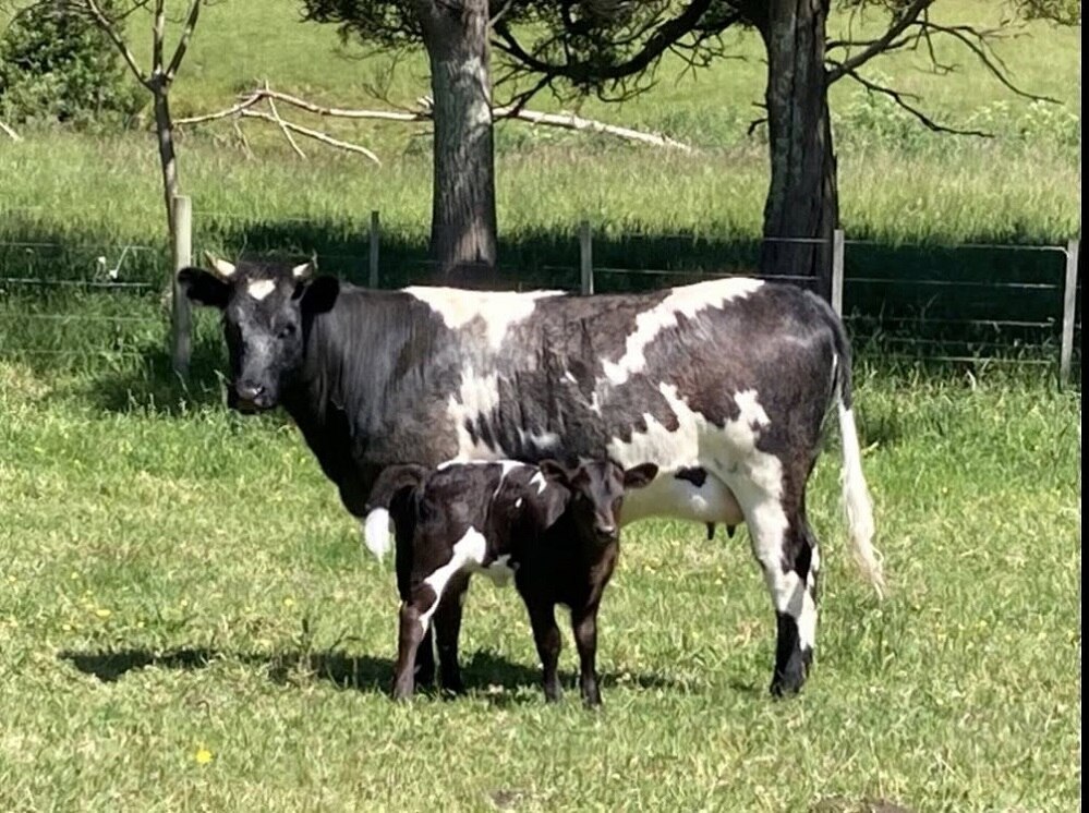 Rare cattle breed looking for new owner - ABC listen